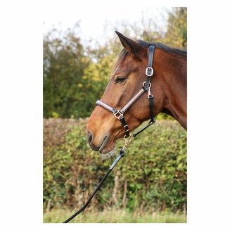 Hy Equestrian Rosciano Rose Gold Head Collar