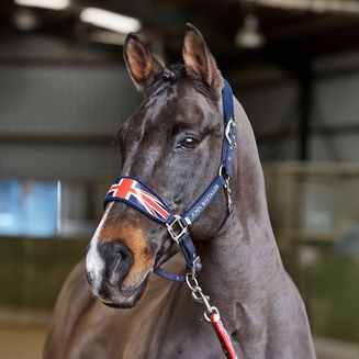 Whitaker Ujhcp Padded Headcollar Head Collar Union Jack