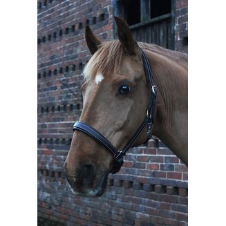 Gallop Premium Padded Leather Headcollar Brown