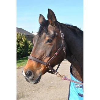 Whitaker Hc054 Ready To Ride Headcollar Havana