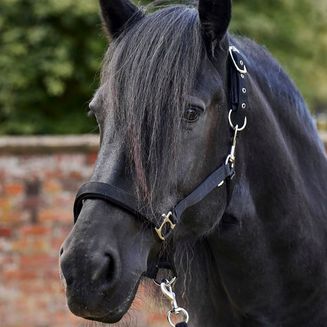 Firefoot Field Safe Adjustable Headcollar Black/Silver