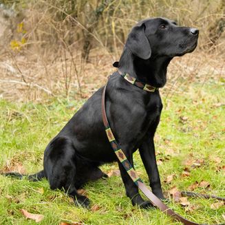 Benji &amp; Flo Sublime Polo Leather Dog Lead