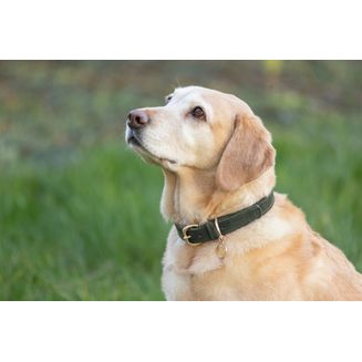 Benji &amp; Flo Noble Suede Dog Collar