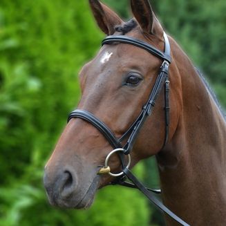 Hy Equestrian Padded Cavesson Bridle/Rubber Grip Reins Black