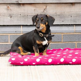 Supreme Products Dotty Fleece Dog Bed Paradise Pink