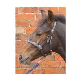 Hy Leather Foal Head Collar - Black