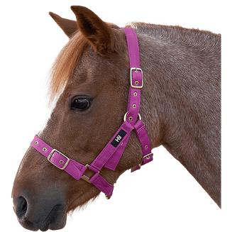 Hy Holly Fully Adjustable Head Collar - Navy
