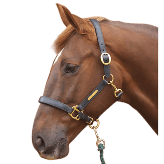 Hy Leather Head Collar - Black