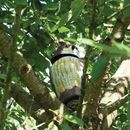 STV Wind-Action Owl (STV965) additional 3