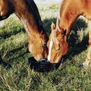 Red Gorilla (S2) Large Tyre Rubber Skip  - 20 Litre additional 2