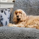 Pet Rebellion Grey Comfy Sofa Cover For Pets 100 x 170cm additional 4