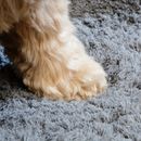 Pet Rebellion Grey Comfy Sofa Cover For Pets 100 x 170cm additional 5