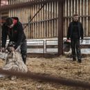 Hoggs Granite II Utility Thermal Trousers - Charcoal/Black additional 5