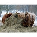 Kevin Milner Christmas Cards additional 3