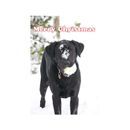 Kevin Milner Christmas Cards additional 5