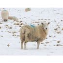 Kevin Milner Christmas Cards additional 6