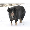 Kevin Milner Christmas Cards additional 7