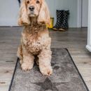 Pet Rebellion Stop Muddy Paws Stars Dog Mat additional 3