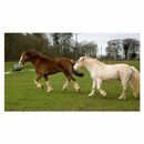 Trickle Net Mini additional 4