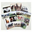 Caroline Cook Equestrian Cards additional 2