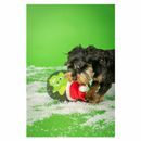 House of Paws Christmas Rope Toy additional 5