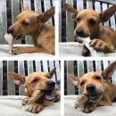 Miro Delicious Vegan Peanut Butter Twist Small Bone Dog Treat additional 3