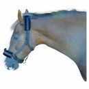 Hy Equestrian Dazzle Head Collar additional 13