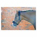 Hy Equestrian Dazzle Head Collar additional 14