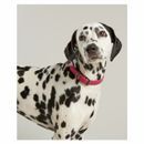 Joules Leather Dog Collar additional 4