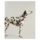 Joules Leather Dog Collar additional 6