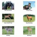 Kevin Milner Countryside Cards Ploughing Match/Working Hunter additional 5