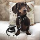 Ancol Viva Black Buckle Collar additional 2