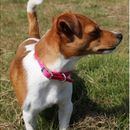 Ancol Viva Red Buckle Collar additional 2