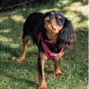 Ancol Viva Red Buckle Collar additional 3