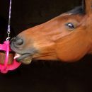 Bizzy Horse Bizzy Ball additional 3