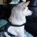 Carsafe Crash Tested Dog Harness additional 4