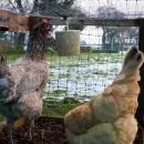 Feldy Chicken Pecker Block additional 4