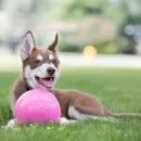 Jolly Pets Bounce-n-Play Durable Dog Ball - Bubblegum additional 2