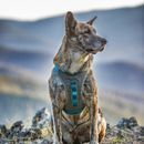 Kurgo Journey Air Dog Harness in Blue additional 2