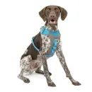 Kurgo Journey Air Dog Harness in Blue additional 3
