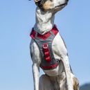 Kurgo Journey Dog Air Harness in Red additional 1