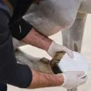 NAF NATURALINTX HOOF POULTICE additional 2