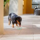 Virbac Vet Aquadent Fresh Additive for Cats &amp; Dogs additional 3