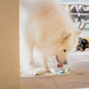 Virbac Vet Aquadent Fresh Additive for Cats &amp; Dogs additional 6