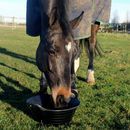 Red Gorilla Tyre Rubber Small Feed Skip For Horses - 11 Litre additional 4