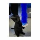 Battersea Bugs Snail Teaser additional 4