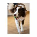 Battersea Rubber Ball Animals Dog Toy additional 6