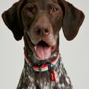 Joules Rainbow Stripe Dog Collar additional 1