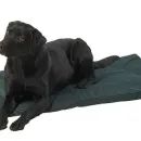 House of Paws Water Resistant Crate Mat additional 1