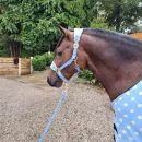 Supreme Products Dotty Fleece Head Collar &amp; Lead Rope additional 5